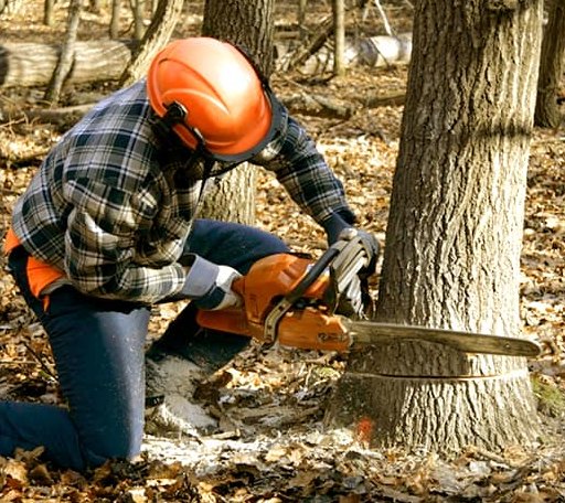 Tree Removal in Etlan, VA